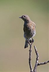 Western Bluebird